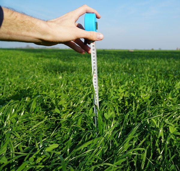 BG13 6 tygodni po siewie 1.jpg